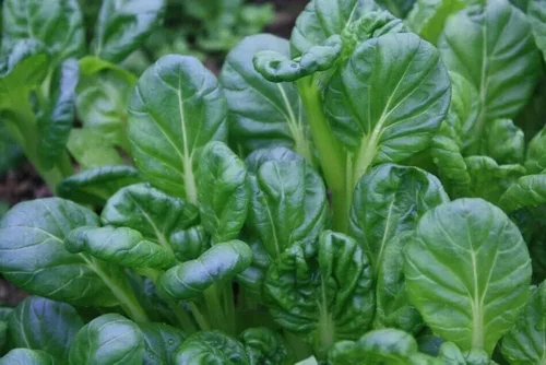 Miniatura 2 de Tatsoi Seeds Asian Greens Mustard Heirloom (500 semillas) – Sin OMG – Semillas siempre frescas – Semillas de siembra para huerto doméstico