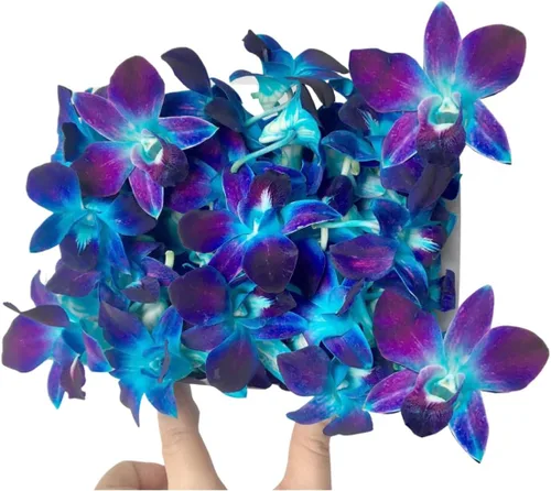 Miami Fresh Orchid Flower OrchidClub USA Sunne Tropical Loose Bloom DIY Lei Food Drink Decoración (50 Azul)