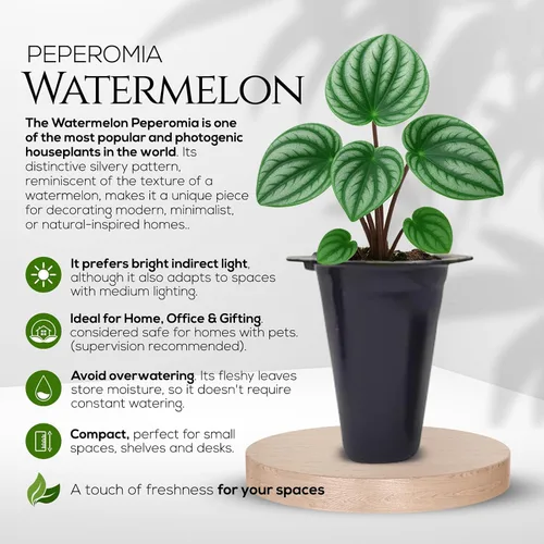 Miniatura 7 de Peperomia Plant Collection (paquete de 4) - Juego de variedades raras Sandía, escarcha, Eden Rosso y Piccolo Banda Plantas de interior fáciles