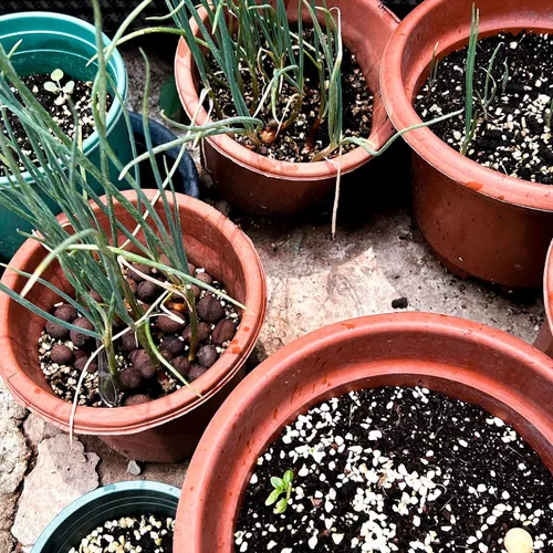 Miniatura 7 de 3 Cuartos de Galón de Perlita para Suelo de Plantas - Enmienda para Tierra de Macetas, Mejora el Drenaje y la Aireación del Suelo, Mejor