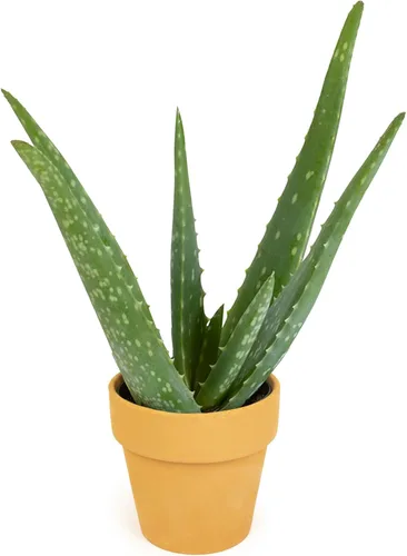 Miniatura 11 de Planta de aloe vera viva en maceta de cultivo de 1G, plantas de interior fáciles, (Aprox. 50.8 cm de altura), suculentas reales, plantas