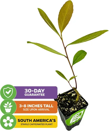 Miniatura 2 de Yerba Mate – Ilex paraguariensis by Wellspring Gardens – Planta de té sudamericana – Árbol del patrimonio cultural – Energizador botánico exótico