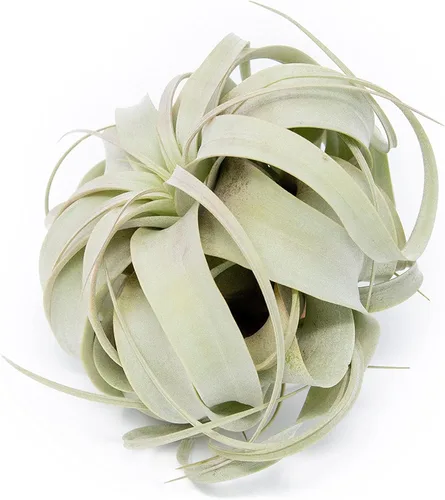 Miniatura 2 de Grandes plantas de aire Xerographica de 5 a 7 pulgadas de ancho – Plantas de aire vivas Tillandsia suculentas plantas de interior – disponible al