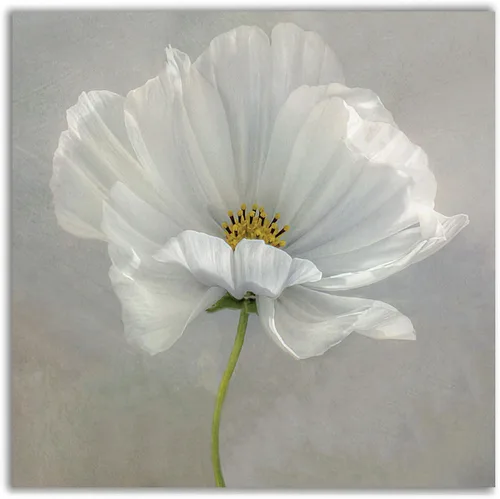 Miniatura 36 de WEXFORD HOME Cuadro Premium en Lienzo con Envoltura de Galería Floral Multicolor para Pared, Arte Abstracto Floral Romántico Moderno, Impresión