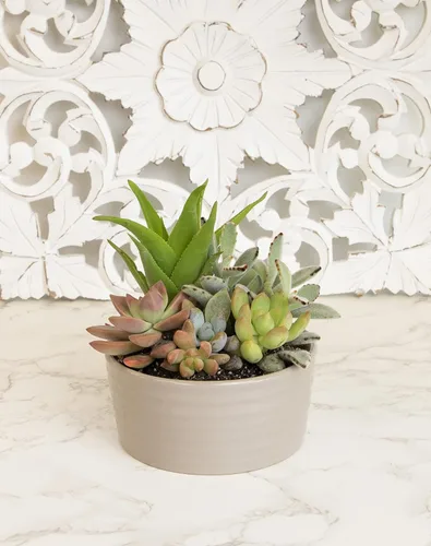 Miniatura 2 de Plantas suculentas viven en el jardín, plantas suculentas vivas, plantas vivas en maceta de color gris pardo, suculentas vivas, regalos únicos