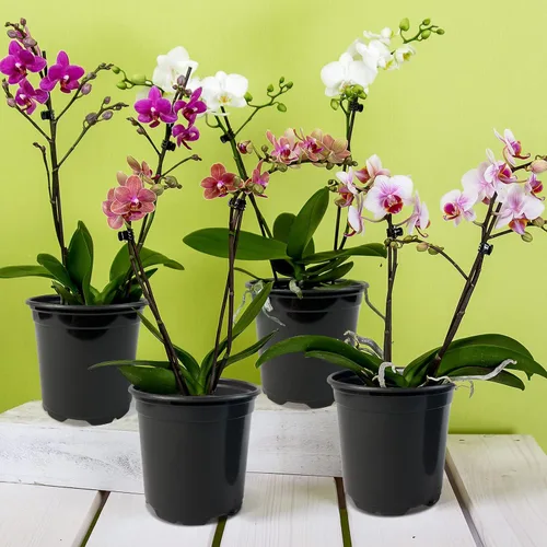 Miniatura 6 de RAOOKIF Paquete de 100 macetas de vivero, 4, 5 y 6 pulgadas, macetas de plástico con agujeros de drenaje, macetas de jardín para trasplante