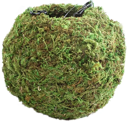Miniatura 2 de SuperMoss (29346) Kokedama Maceta, 4 pulgadas, verde fresco