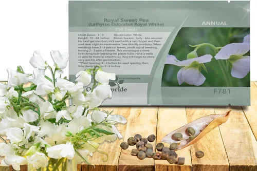 Outsidepride Royal White Sweet Pea Seeds – 250 piezas anuales, fáciles de cultivar, semillas de vid para plantar flores fragantes de larga duración