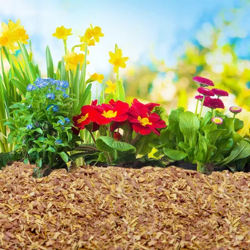 Miniatura 3 de Chips de cedro 100% natural Mantillo Ideal para plantas en macetas al aire libre o de interior Cama para perros Agradable aroma terroso 4
