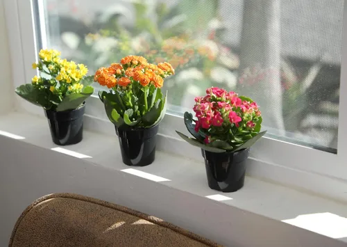 Miniatura 10 de Kalanchoe - Paquete de 3 plantas de flores, decoración de plantas de escritorio, regalos de suculentas vivas para amantes de las plantas, ideas