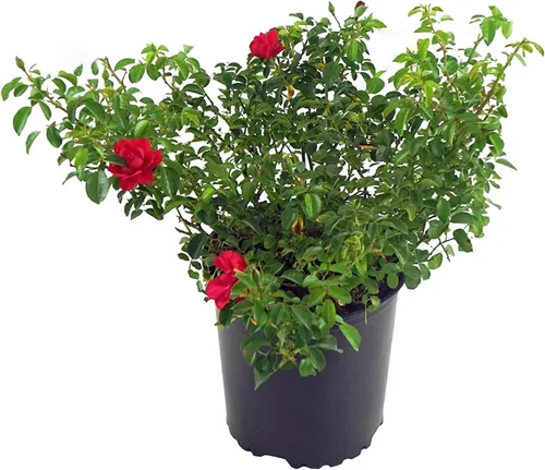 Miniatura 8 de Planta viva de Green Promise Farms Flower Carpet Roses ROSA `FLOWER CARPET PINK` Pink Flower Arbusto #2 Tamaño Contenedor Rosa
