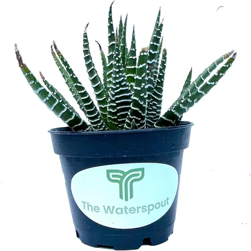 Miniatura 4 de Colecciones de cactus suculentas de 2 pulgadas (planta cebra Haworthia Fasciata)