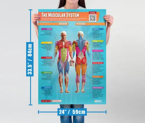 Miniatura 7 de Daydream Education Pósteres de sistemas musculares y esqueléticos – Juego de 4 – Extra Grande 33 x 23.5 pulgadas – Papel brillante – Decoración STEM