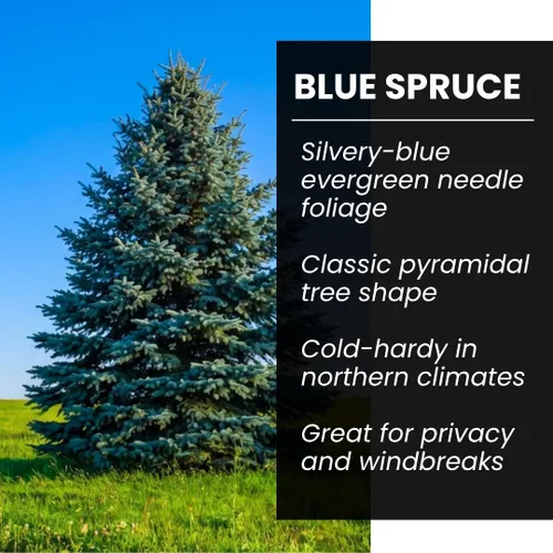 Miniatura 2 de Semillas de abeto azul para plantar 100 piezas de semillas Abeto azul de Colorado, Picea pungens glauca Árboles atractivos para privacidad