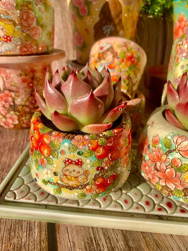 Miniatura 9 de Echeveria Agavoides - Kit de suculentas de dragón azul, con maceta de plástico, 1 cabeza de 2 pulgadas, planta viva de 2 pulgadas, suelo comprimido
