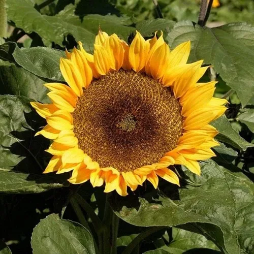 Semillas de girasol de manchas solares enanas, paquete de más de 20 semillas, sin OMG, una variedad de girasol más corta que produce enormes