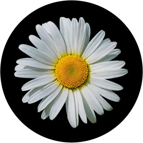Miniatura 3 de White Gerbera Daisy Flower PopSockets PopSockets de fondo negro intercambiable PopGrip