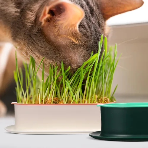 Miniatura 5 de Zerodeko Planta de césped al aire libre de 3 piezas para maceteros de gatos, mascotas, prácticos brotes de plástico y perros, kit práctico