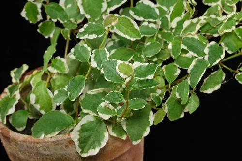 Miniatura 8 de Ficus Tree - Paquete de 5 plantas de inicio en macetas de 2 pulgadas, variedad de variedades, impresionante planta interior de fácil cuidado