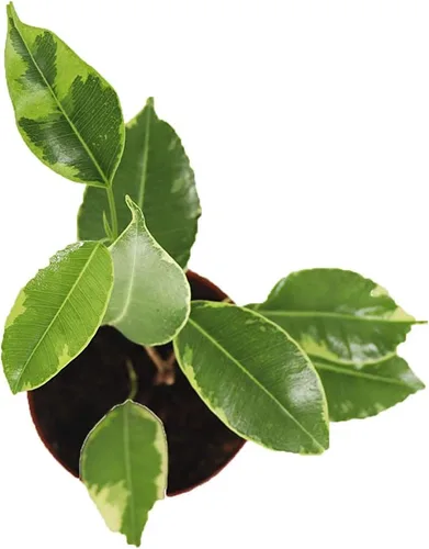 Miniatura 2 de Ficus Benjamina Abigarrado - 2" de California Tropicals