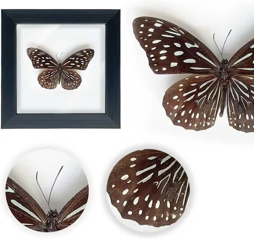 Miniatura 9 de ITrixgan Taxidermia enmarcada de mariposa real, espécimen de mariposa para clase de ciencias para amantes de los insectos, decoración gótica