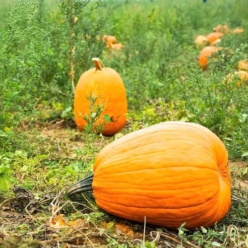 Pumpkin Garden Seeds - Jack O'Lantern Variedad - 1 onza - Sin OMG, calabazas tradicionales - Naranja - Semillas de jardinería vegetal