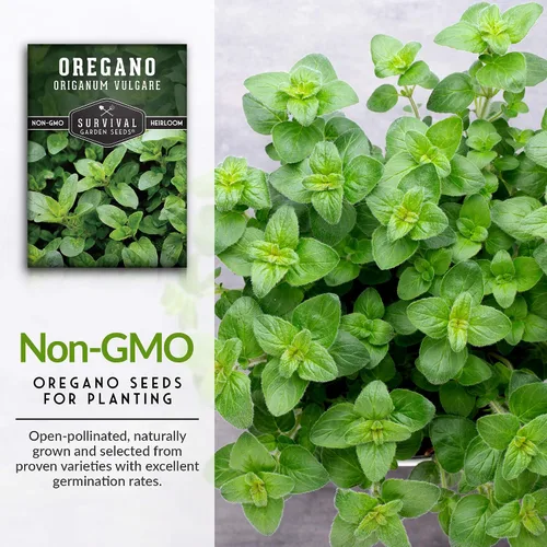 Miniatura 3 de Semillas de orégano para plantar – Hierba culinaria Origanum Vulgare para platos italianos – Cultiva en interiores o exteriores para un sabor fresco