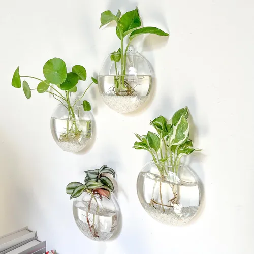 Miniatura 3 de Kingbuy Estación de Propagación de Plantas Colgante de Vidrio para Pared - Paquete de 2 Jarrones de Globo Oblato Montados en la Pared para Plantas