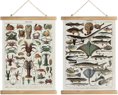 Miniatura 17 de XIAOAIKA Póster Educativo de Vida Silvestre de Seto Británico - Cuadro Ilustrado de la Naturaleza con Marco de Madera - Arte de Pared de Animales