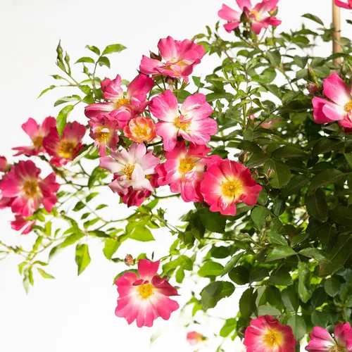 Miniatura 6 de Perfect Plants Perfect Plants Rosa Drift Rose Tree de 3 a 4 pies Árboles vivos para plantar al aire libre Flores que reflorecen durante todo
