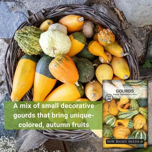 Miniatura 3 de Sow Right Seeds - Mezcla de semillas decorativas de pequeñas calabazas para plantar - Paquete de reliquia sin OMG con instrucciones para plantar