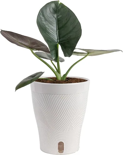 Miniatura 16 de Costa Farms - Aglaonema, planta de interior viva, auto-riego, maceta decorativa, 1 pie de alto, colección Trending Tropicals Maceta de decoración