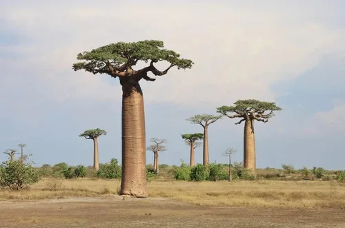 Semillas de árbol Baobab - 5 semillas para cultivar - Árbol Baobab muy apreciado - Se envía desde Iowa. Semillas exóticas de bonsái de interior para