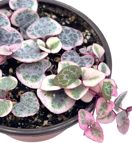 Miniatura 4 de Planta suculenta viva de 4 pulgadas con cuerda de corazones variegada, plantas suculentas vivas, plantas suculentas enraizadas, planta colgante
