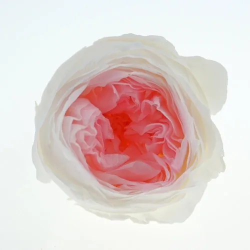 Miniatura 6 de Cabeza de flor fresca preservada de rosas Austin, 1.6-2 pulgadas cada una, 8 piezas