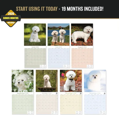 Miniatura 3 de Razas de Perros 2017 BICHON FRISE
