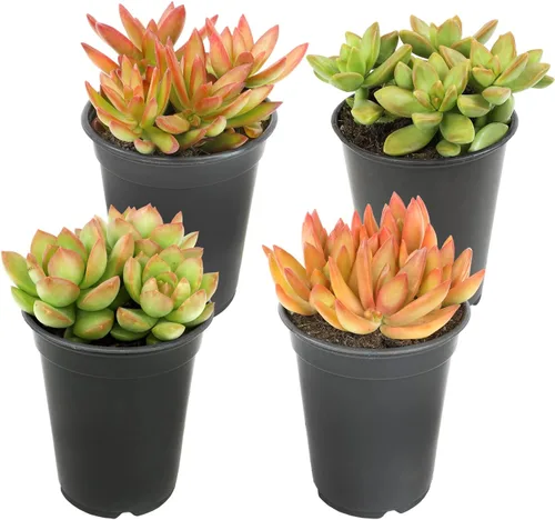 Plantas suculentas Sedum de 1 cuarto de galón, plantas vivas de interior, plantas de interior o exteriores, 4 unidades, plantas de sedum vivas,