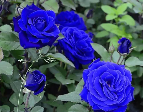 Más de 50 semillas de rosas trepadoras, flores, vid, jardín, plantación