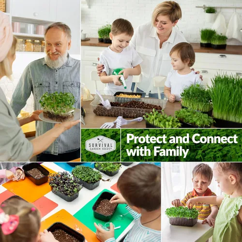 Miniatura 5 de 2 paquetes de microgreens de rúcula para brotar y cultivar – Semilla para brotar microvegetales de hoja verde en interiores – Cultiva tu propio mini