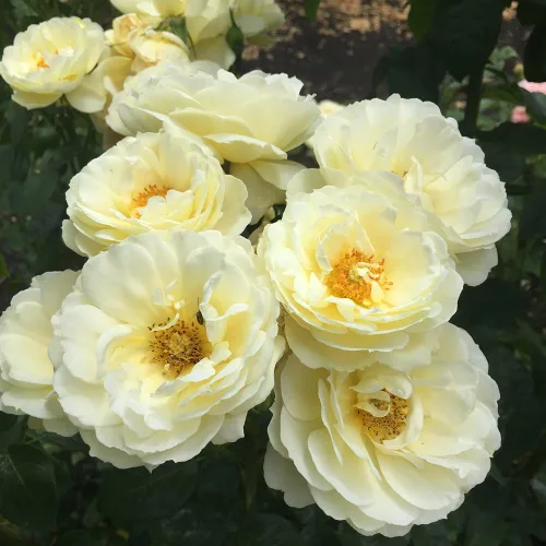 Miniatura 3 de Heirloom Roses Shrub Rose Bush - Planta amarilla viva Good Ol' Summertime™ para plantar al aire libre