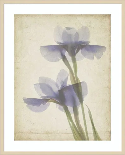 Amanti Art Framed Wall Art Print 41x33 Parchment Flowers VIII by Judy Stalus, Nature Wall Art, Vintage Decor, X-Large Poster Painting Artwork for