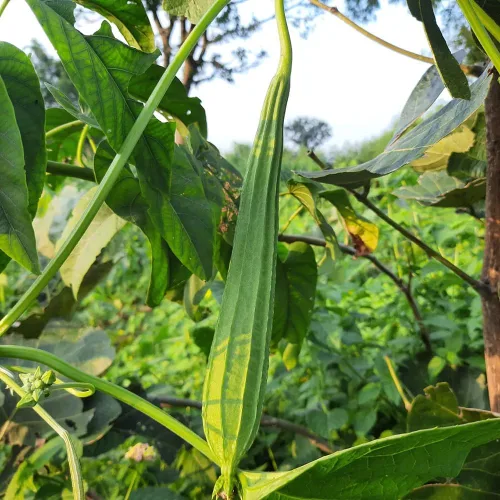 Miniatura 5 de Más de 30 Semillas de Luffa y Calabaza Lisas de Luffa de Ángulo Largo, Semillas de Frutas Vegetales Comestibles Tropicales Jardín Asiático Luffa