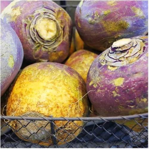 Miniatura 5 de Everwilde Farms - 500 semillas de Rutabaga American Purple Top - Paquete de semillas jumbo Gold Vault