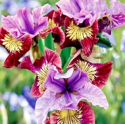 Miniatura 6 de 120 semillas de iris mezcladas impresionantes perennes, fragantes raros azules mágicos bicolor de la bandera siberiana flor