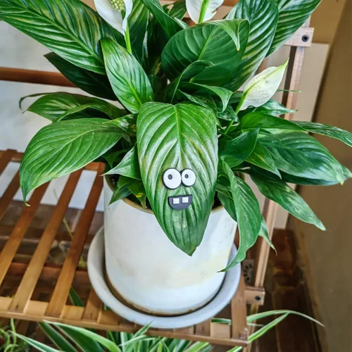 Miniatura 3 de HOMDSG Imanes de Plantas Monstruo con Ojos para Plantas en Maceta, Imanes Graciosos y Seguros para Plantas, Accesorios para Plantas de Casa, Regalos