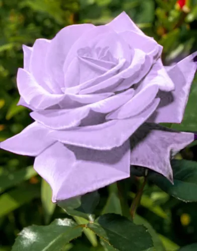 Miniatura 4 de Bonsai Alemania - Rosas moradas raras, 30 unidades, semillas de reliquia de rosa dragón