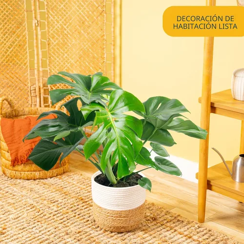 Miniatura 2 de Costa Farms Monstera, planta de queso suizo viva en maceta de plástico, planta de interior grande, perfecta para decoración del hogar, habitación u