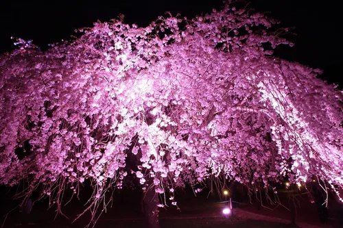 Semillas de cerezo llorón para plantar (8 semillas) – Semillas de cerezo Higan llorón floreciente – Semillas raras de bonsái y árbol de jardín