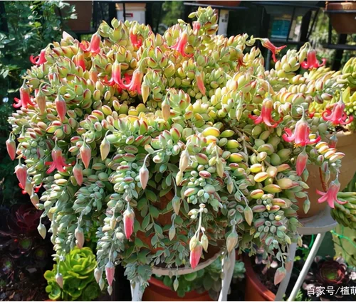 Miniatura 8 de Cotyledon Pendens de 4 pulgadas, suculenta viva completamente enraizada en macetas con mezcla de tierra, planta doméstica rara para la decoración