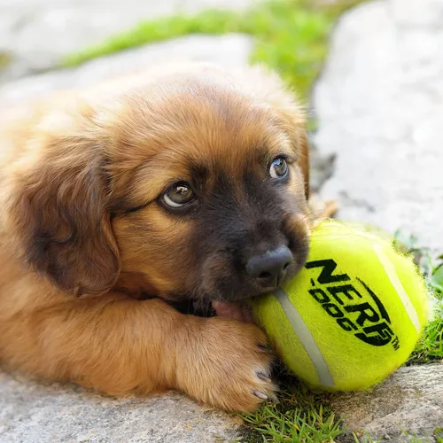 Miniatura 5 de Nerf Dog Juego de regalo de 12 piezas de juguetes para perros, incluye pelota de tenis chirriante de 2.5 pulgadas, paquete de 12, material Nerf